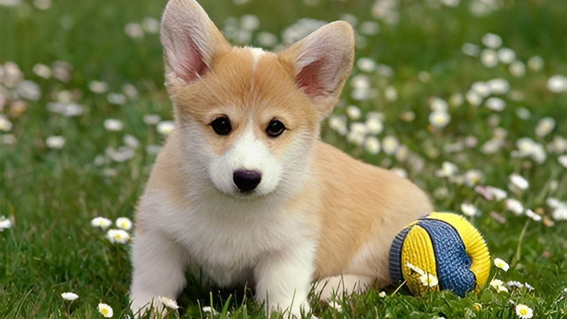 AI智能抠图效果图中原始图片