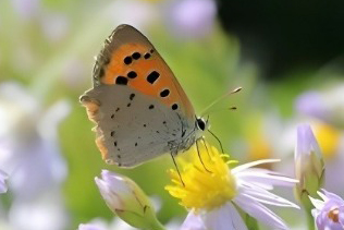 图片放大后效果预览